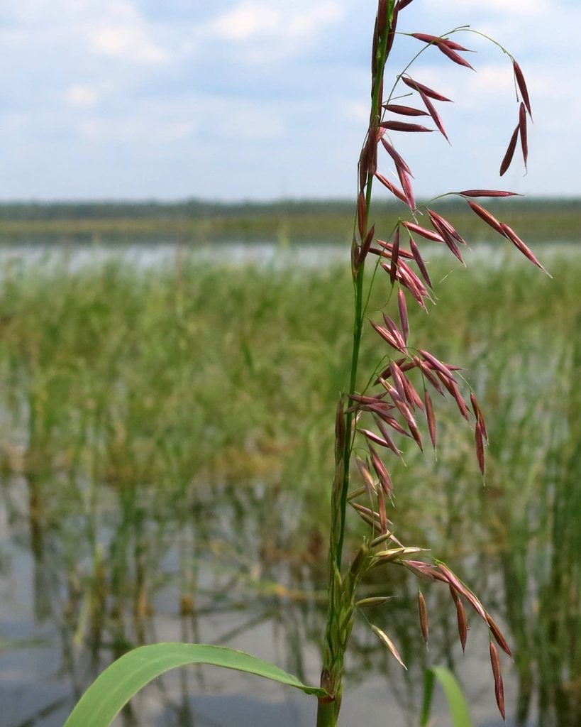 Close shot of a wild rice plant.